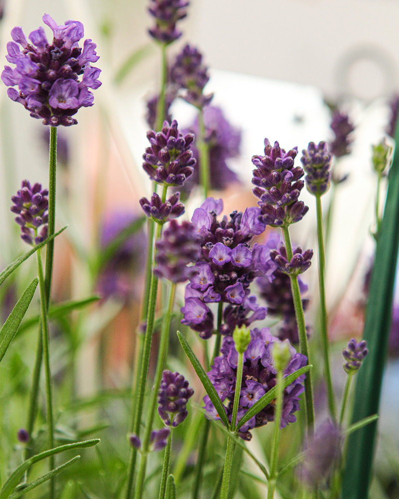 La Diva Eternal Elegance Lavender #1<br>Lavandula angustifolia 'La Diva Eternal Elegance'</br>