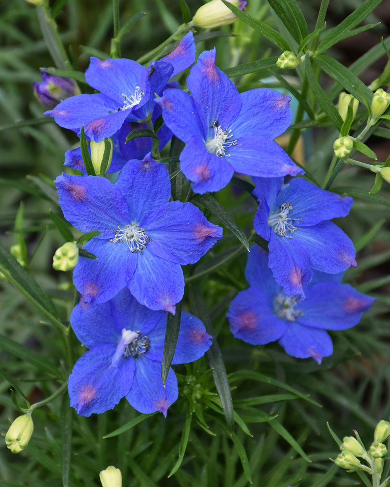 Blue Mirror Larkspur #1<br><i>Delphinium grandiflorum 'Blue Mirror'</br></i>