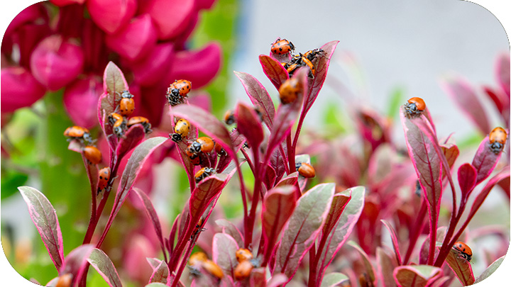 Ladybug Release Event 2026