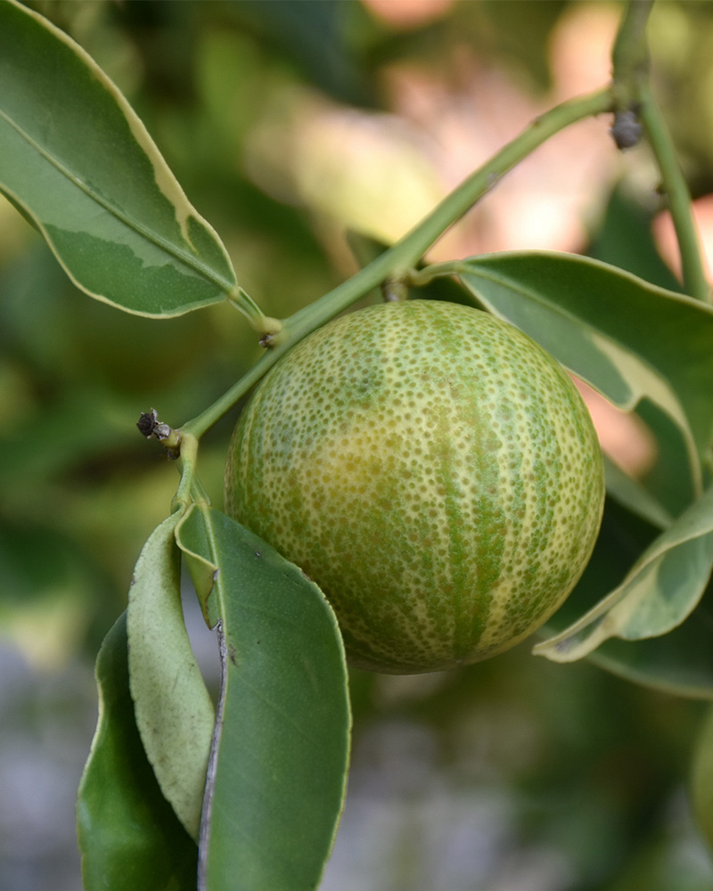 Kumquat Dwarf Variegated 6"x12"