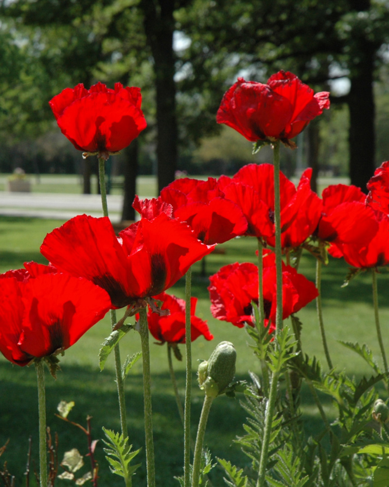 Beauty of Livermere Poppy #1<br><i>Papaver orientale 'Beauty of Livermere'</br></i>