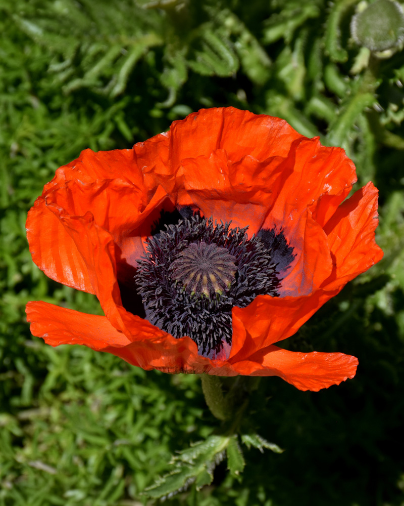 Beauty of Livermere Poppy #1<br><i>Papaver orientale \'Beauty of Livermere\'</br></i>