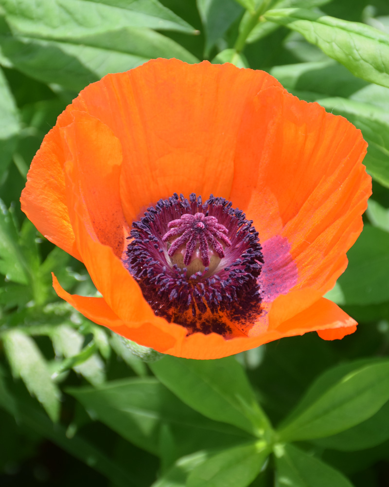 Prince Of Orange Poppy #1<br><i>Papaver orientale 'Prince Of Orange'</br></i>
