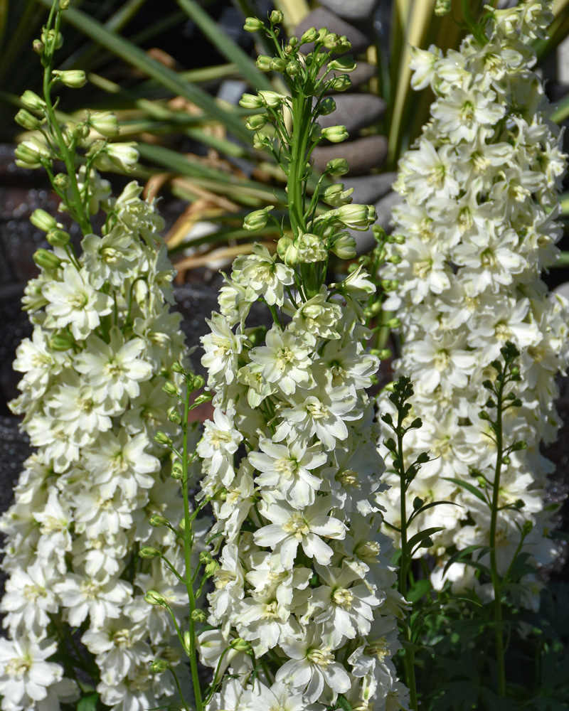 Delgenius&reg; Neva Larkspur #1<br><i>Delphinium 'Neva'</br></i>