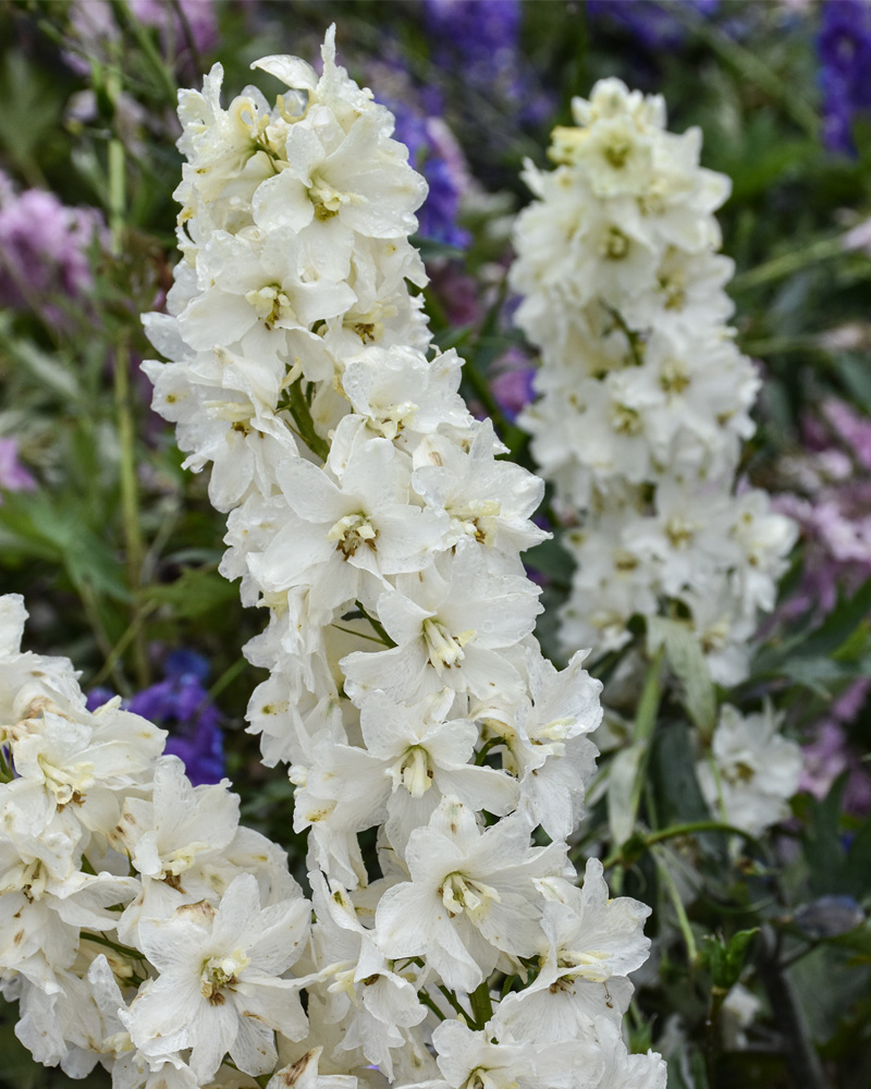 Delgenius&reg; Neva Larkspur #1<br><i>Delphinium \'Neva\'</br></i>