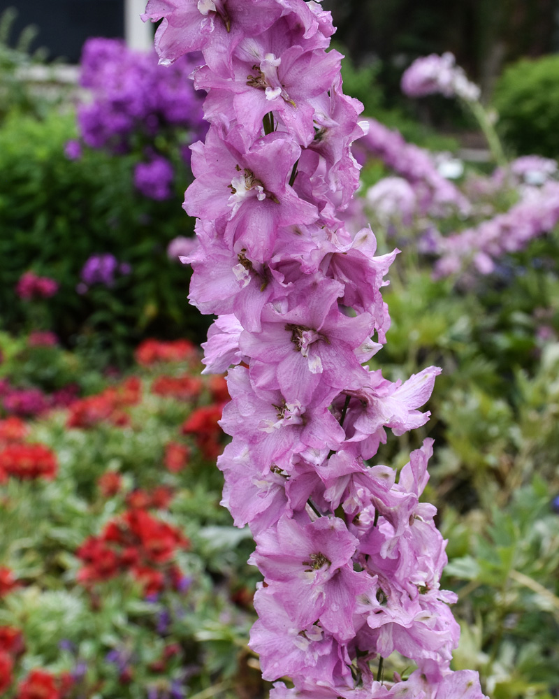 Delgenius&reg; Chantay Larkspur #1<br><i>Delphinium 'Chantay'</br></i>