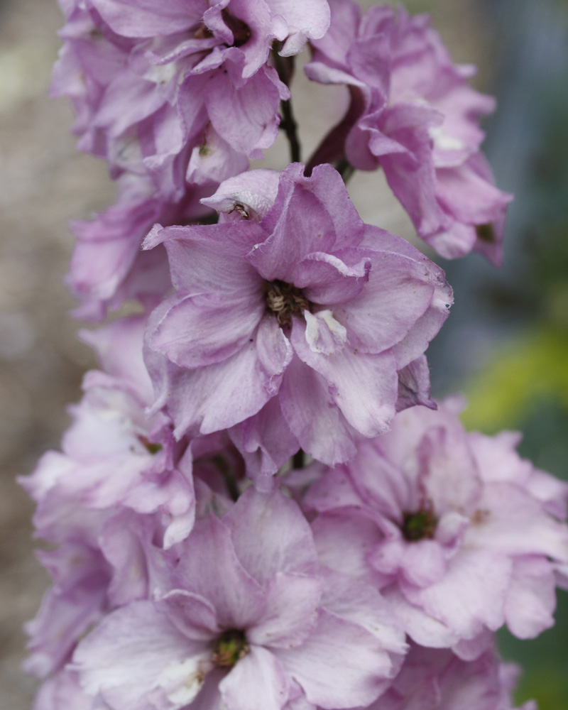 Delgenius&reg; Chantay Larkspur #1<br><i>Delphinium \'Chantay\'</br></i>