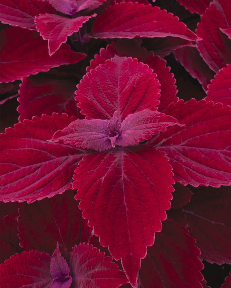 Coleus Beale Street #1