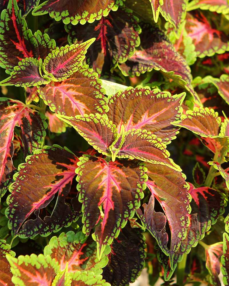 Coleus Franklin Street #1