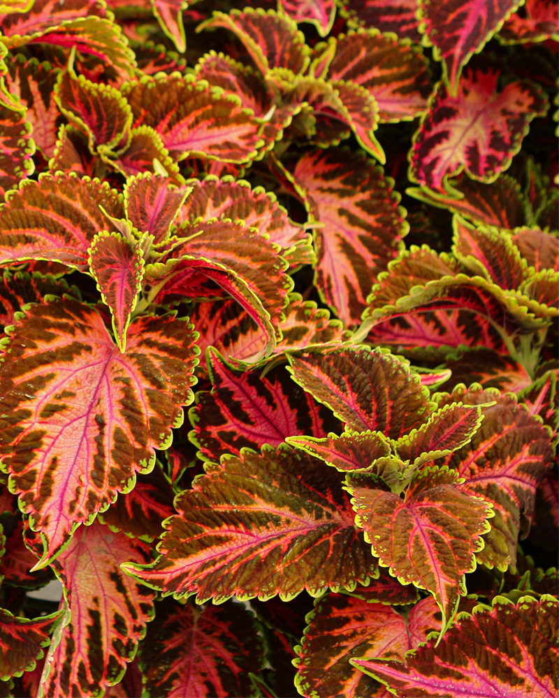 Coleus Franklin Street #1