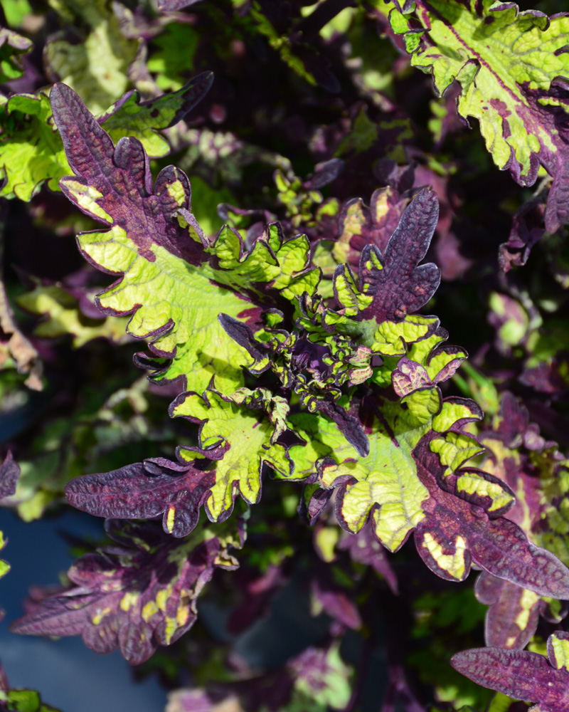 Coleus Rodeo Drive #1