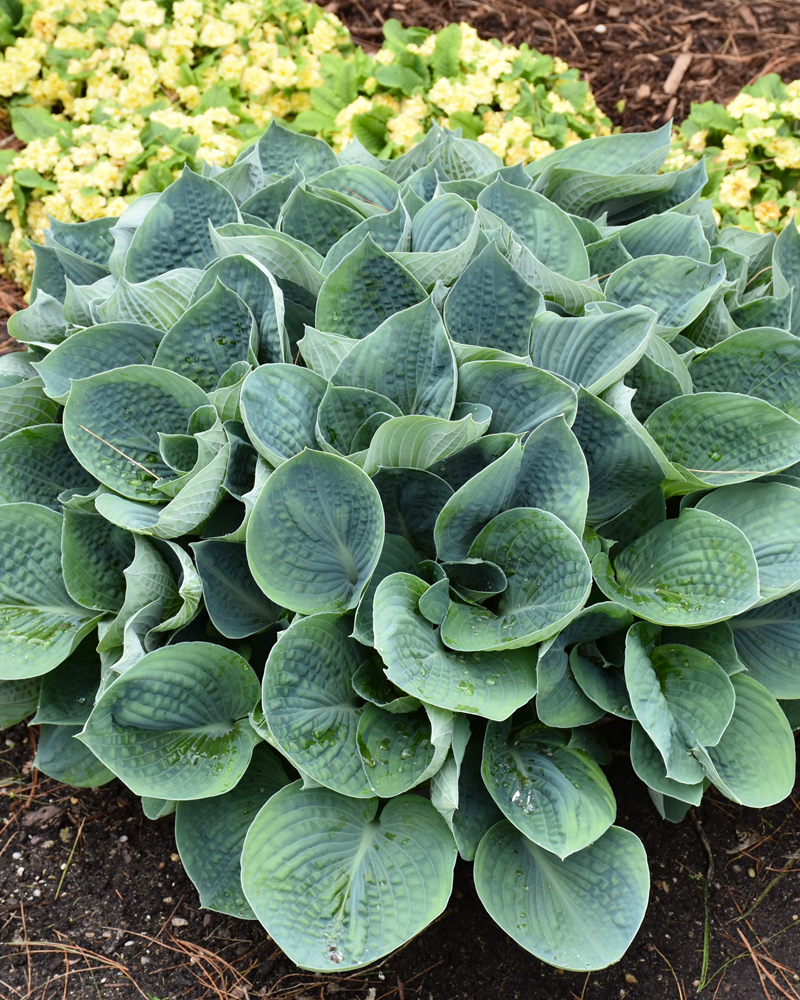 Hadspen Blue Hosta #1<br><i>Hosta 'Hadspen Blue'</br></i>