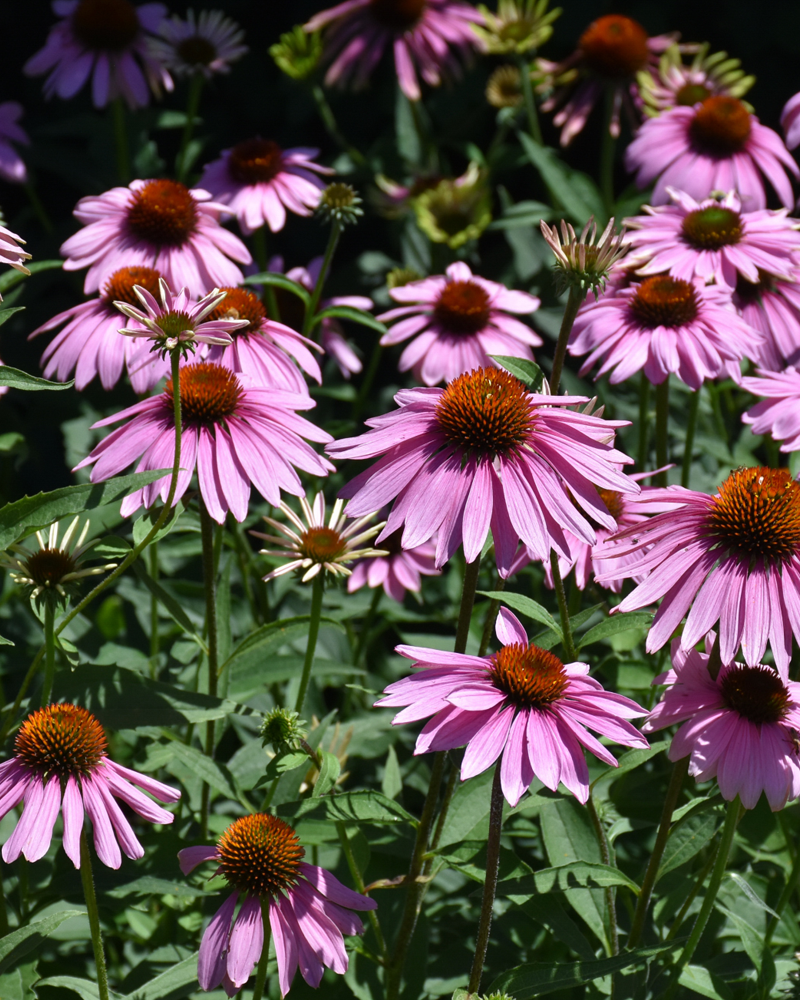 Magnus Coneflower #1<br><i>Echinacea purpurea 'Magnus'</br></i>