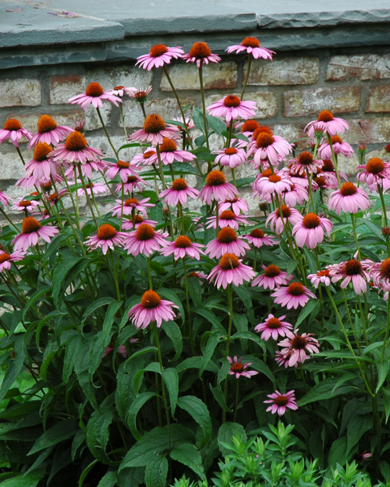 Magnus Coneflower #1<br><i>Echinacea purpurea \'Magnus\'</br></i>