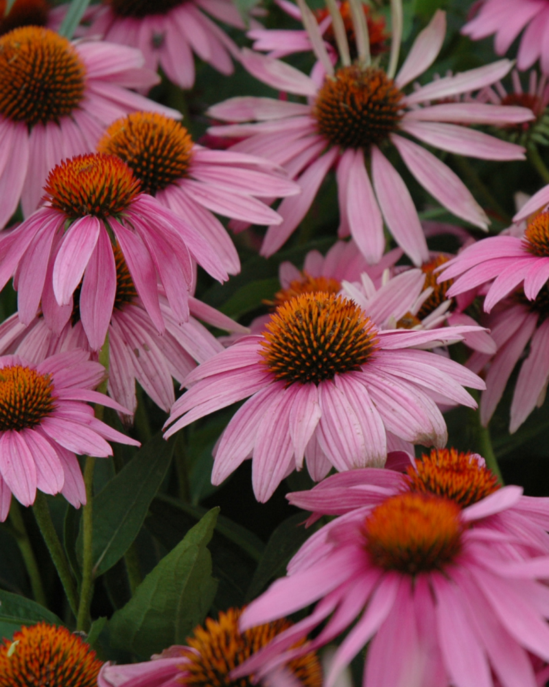 Magnus Coneflower #1<br><i>Echinacea purpurea \'Magnus\'</br></i>