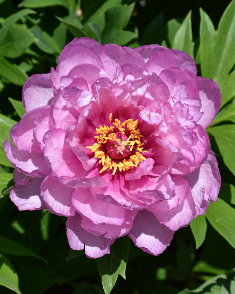 First Arrival Peony #3<br><i>Paeonia 'First Arrival'</br></i>