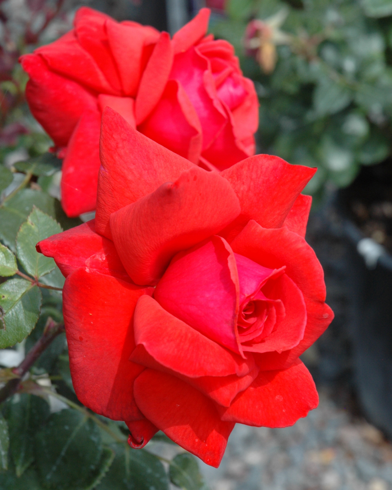 Dolly Parton Rose #3<br><i>Rosa 'Dolly Parton'</br></i>