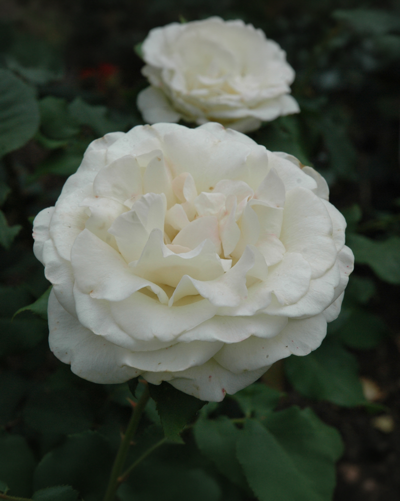 French Lace Rose #3<br><i>Rosa 'French Lace'</br></i>