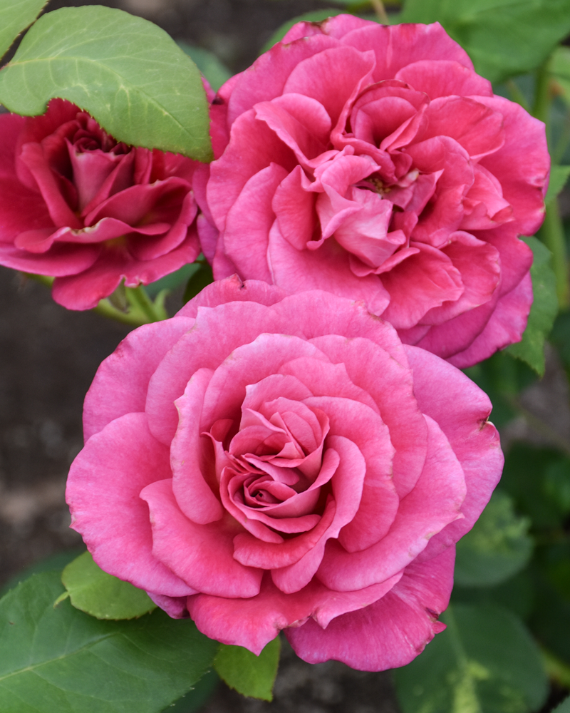 Girls' Night Out� Rose #3<br><i>Rosa 'Meigrilega'</br></i>