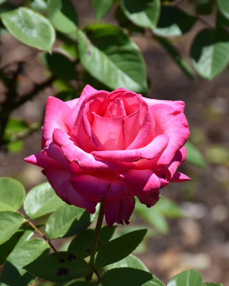 Girls\' Night Out� Rose #3<br><i>Rosa \'Meigrilega\'</br></i>