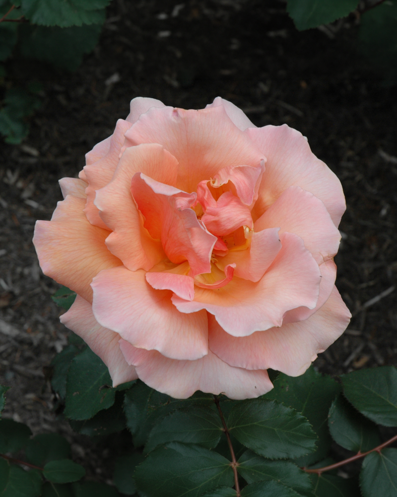 Just Joey Rose #3<br><i>Rosa 'Just Joey'</br></i>