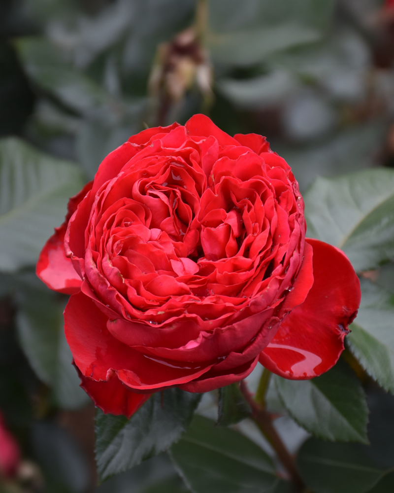 Traviata&reg; Rose #3<br><i>Rosa 'Meilavio'</br></i>