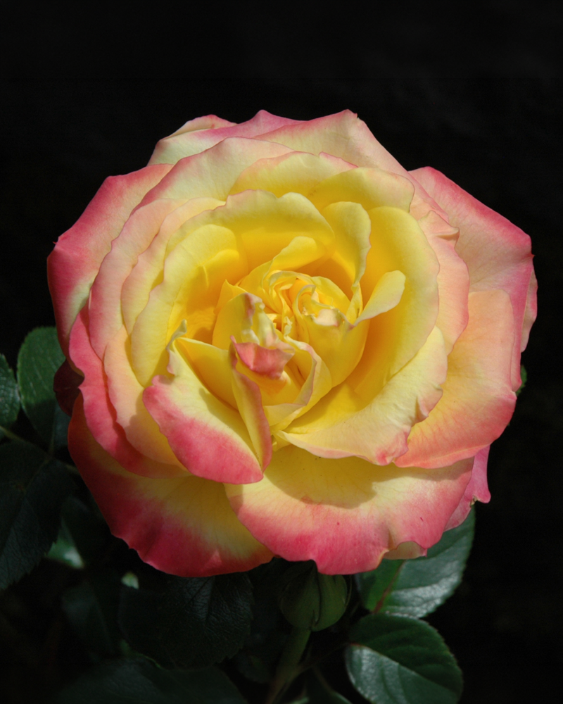 Sunblaze&reg; Rainbow Rose #3<br><i>Rosa 'Meigenpi'</br></i>