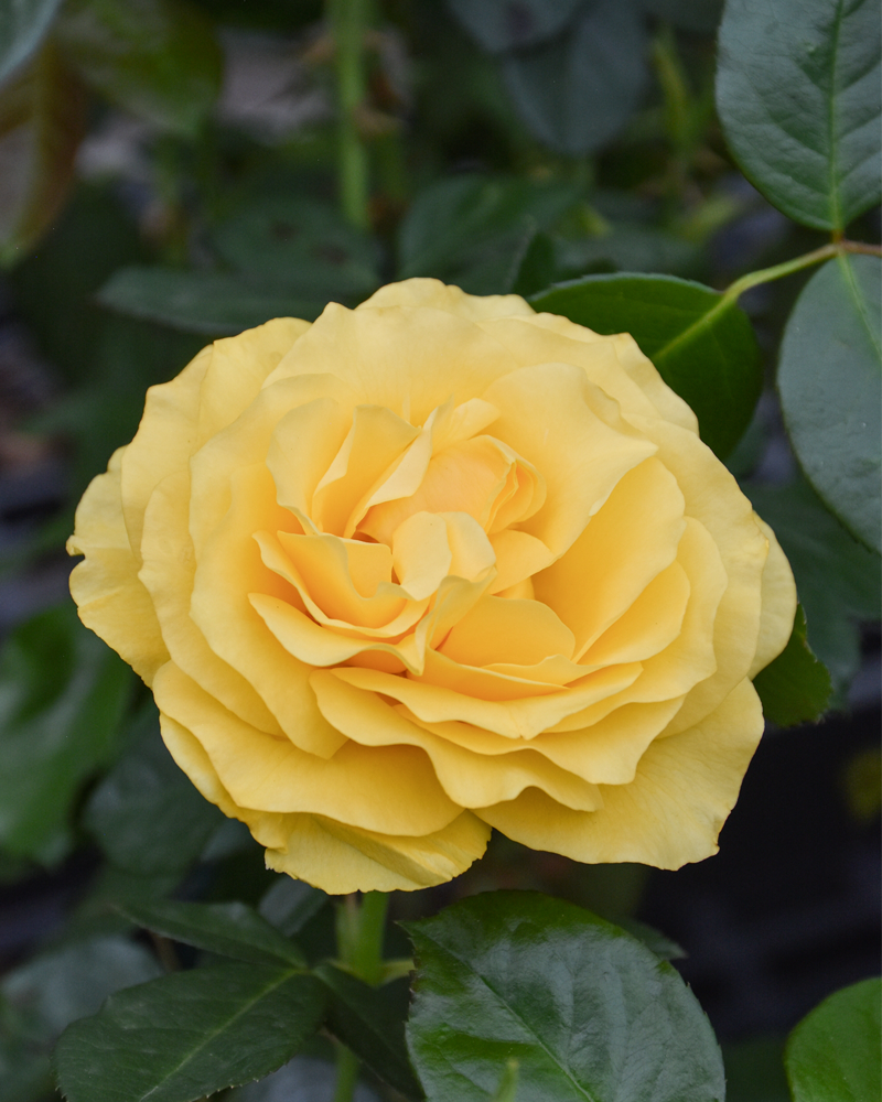 Doris Day Rose #3<br><i>Rosa 'WEKmajuchi'</br></i>