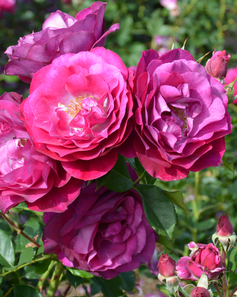 Wild Blue Yonder Rose #3<br><i>Rosa 'Wild Blue Yonder'</br></i>