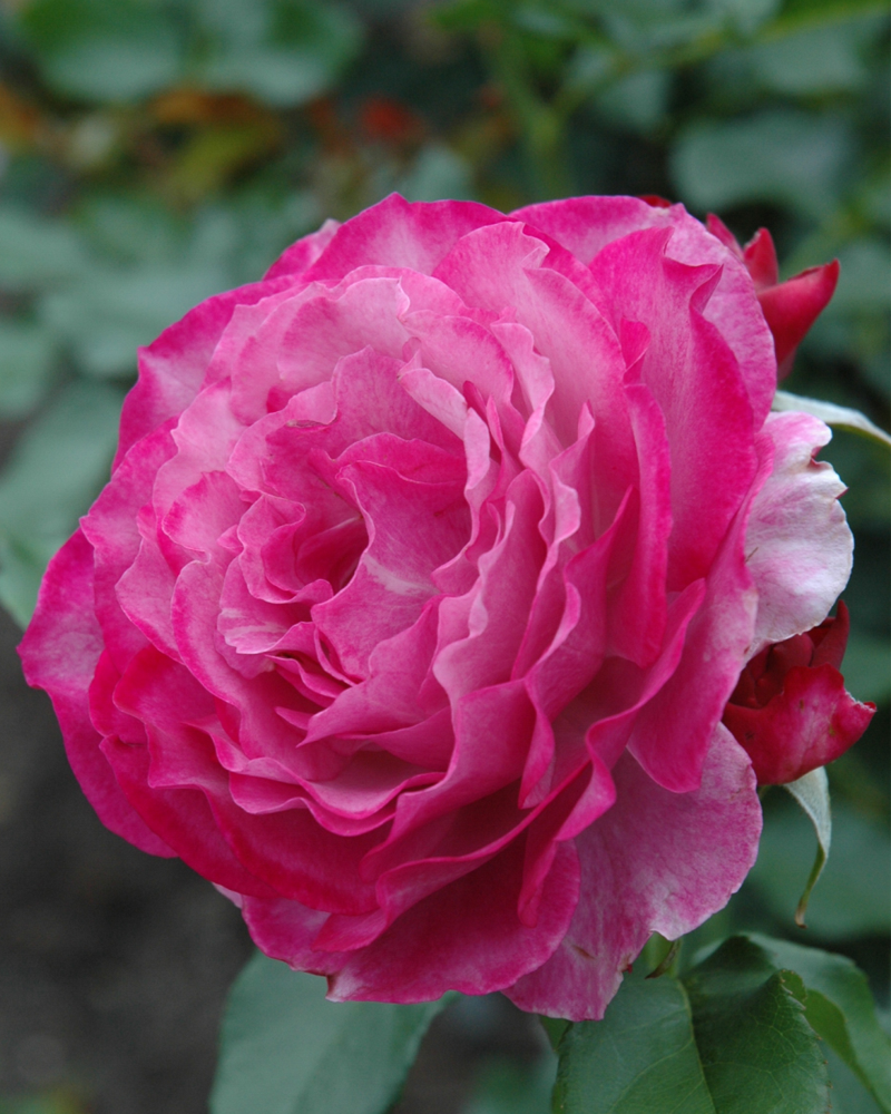 Wild Blue Yonder Rose #3<br><i>Rosa \'Wild Blue Yonder\'</br></i>