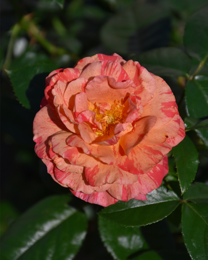 Frida Kahlo� Rose #3<br><i>Rosa 'WEKcifrabaun'</br></i>