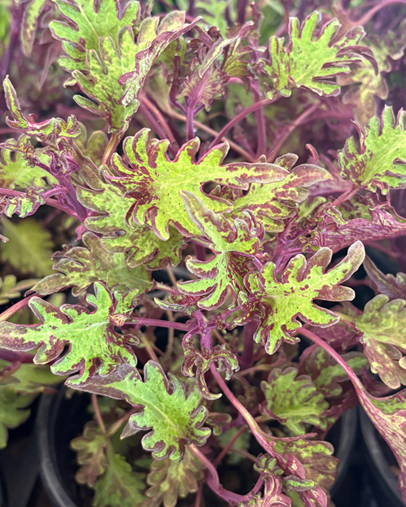 Coleus Under the Sea Assorted #1