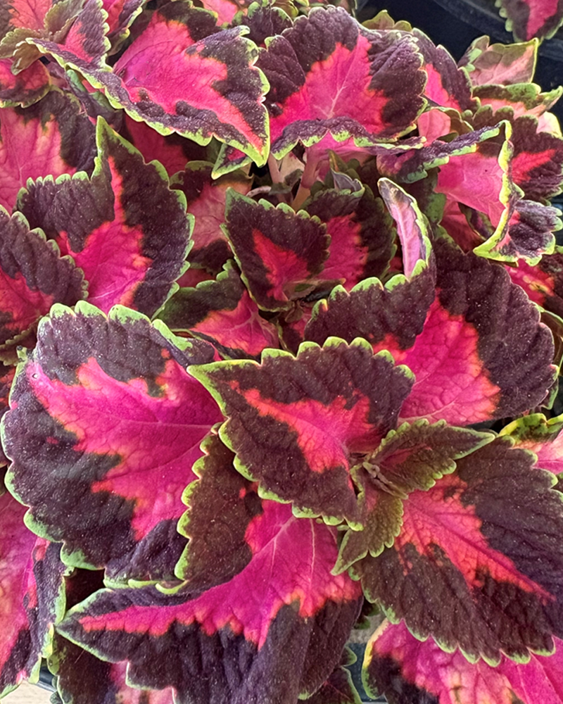 Coleus Fifth Avenue #1