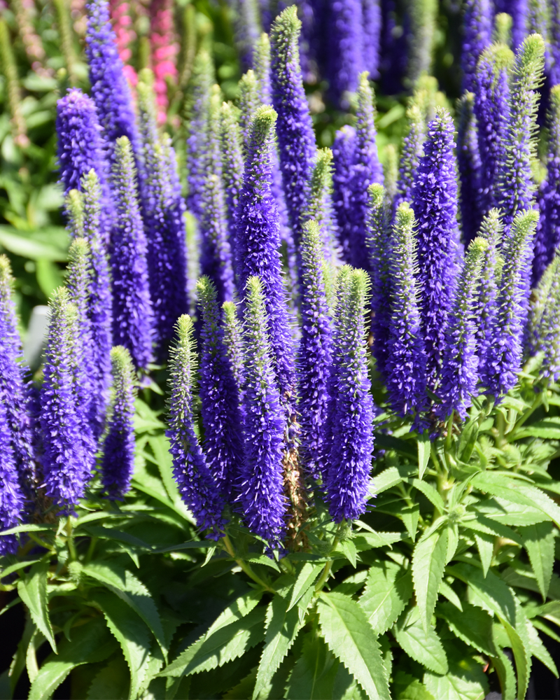 Royal Candles Speedwell #1<br><i>Veronica spicata 'Royal Candles'</br></i>
