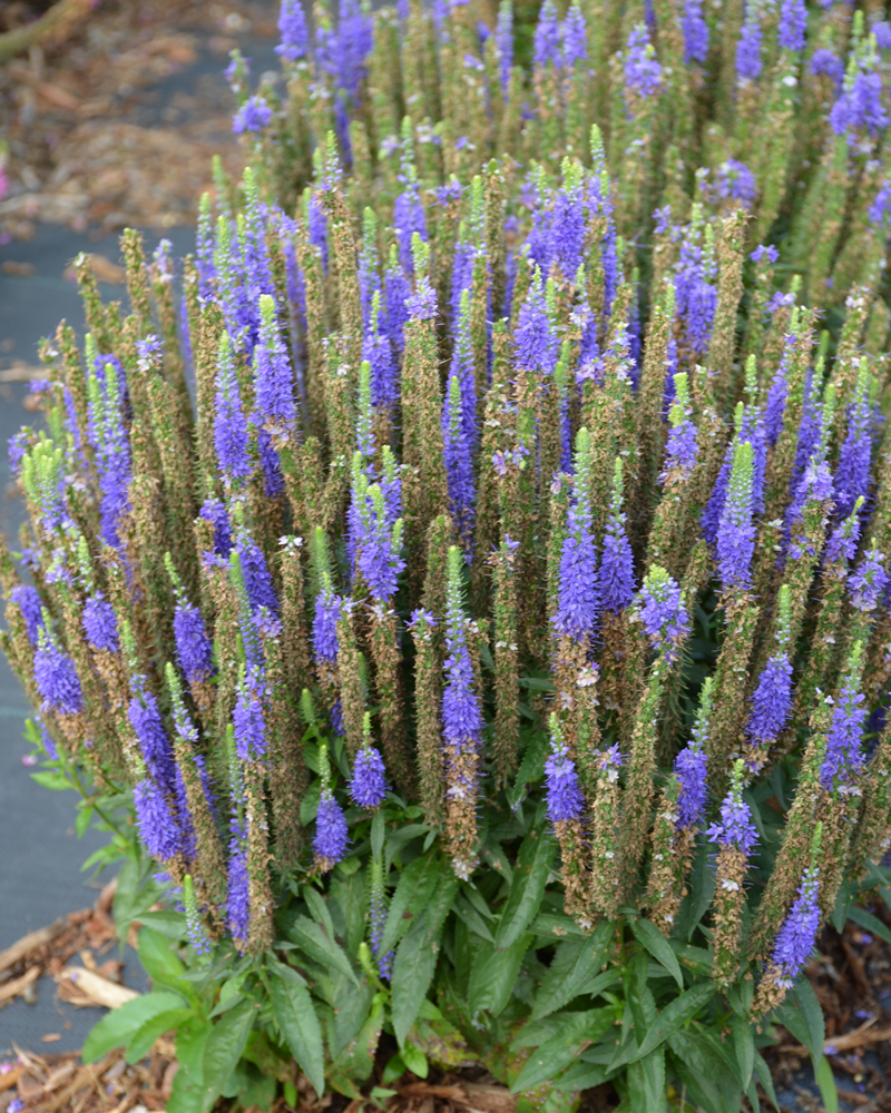 Royal Candles Speedwell #1<br><i>Veronica spicata \'Royal Candles\'</br></i>