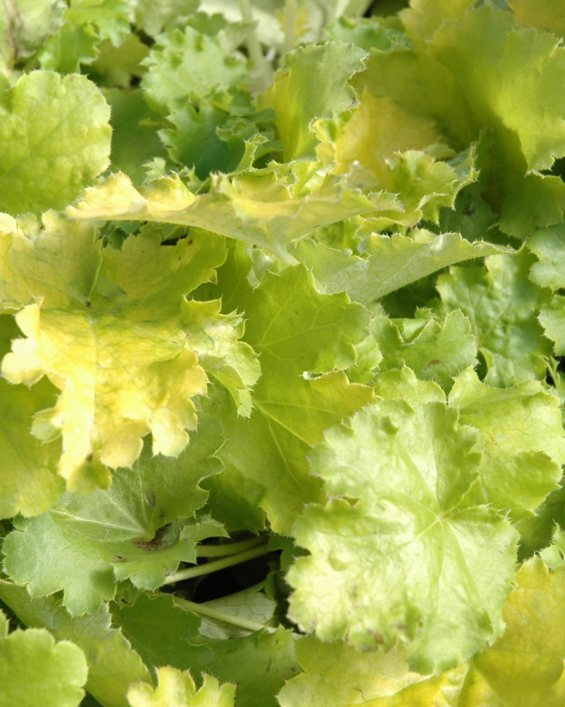 Lime Rickey Coral Bells #1<br><i>Heuchera 'Lime Rickey'</br></i>