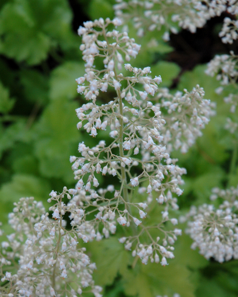 Lime Rickey Coral Bells #1<br><i>Heuchera \'Lime Rickey\'</br></i>
