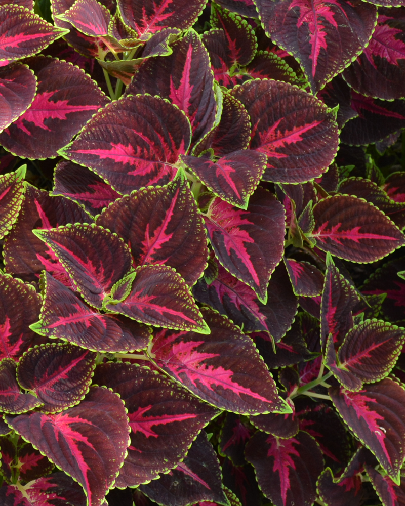 Coleus Main Street Orchard Road #1