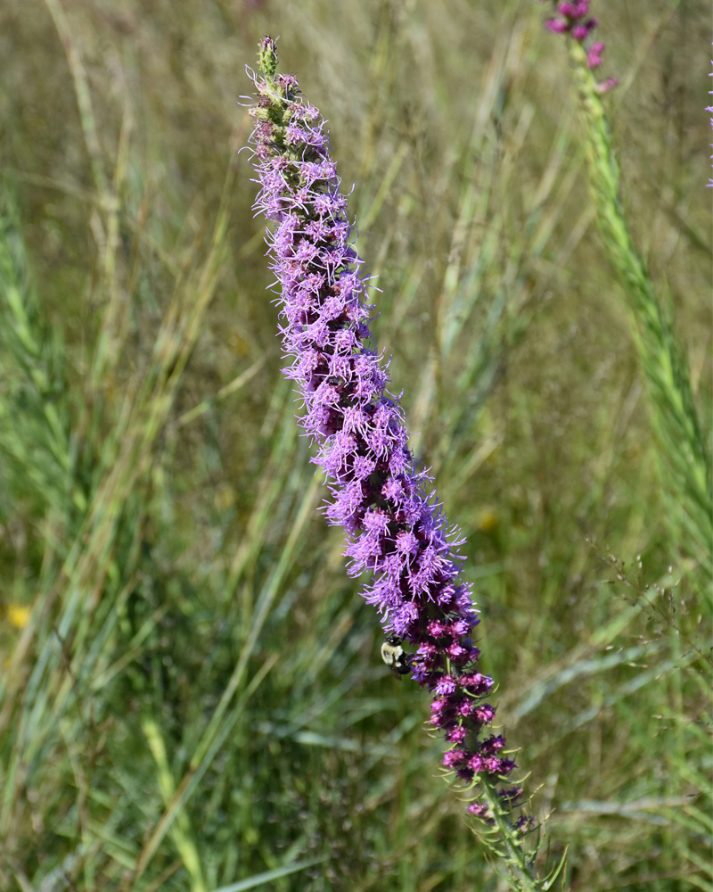 Prairie Blazing Star #1<br><i>Liatris pycnostachya</br></i>
