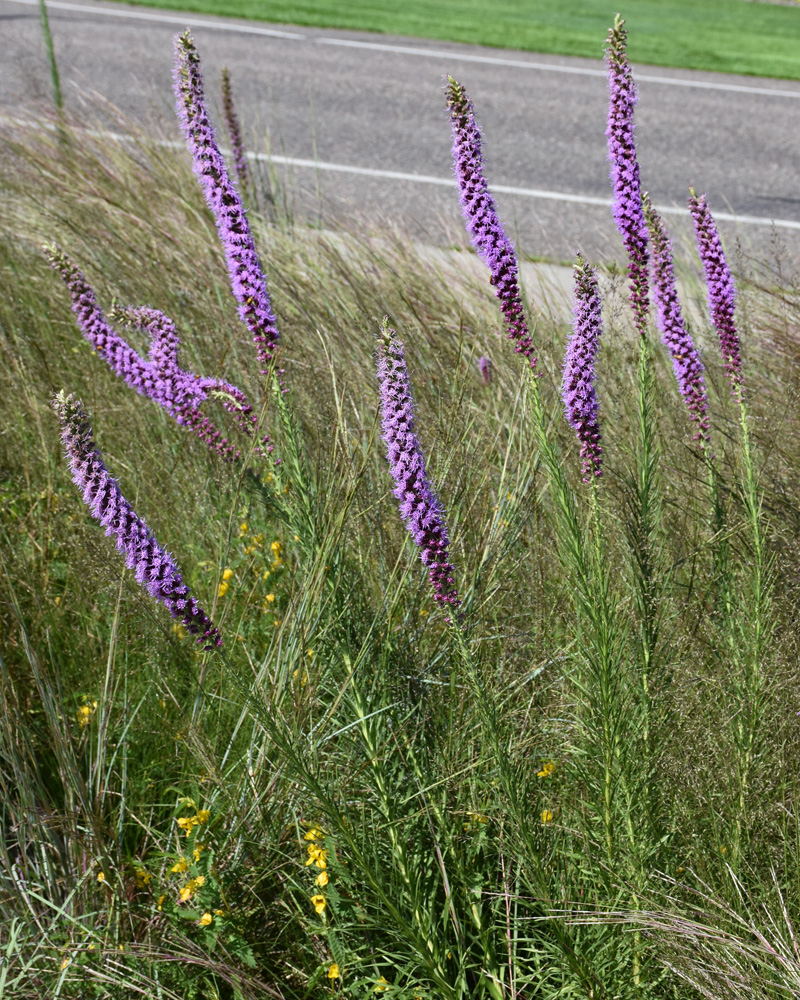 Prairie Blazing Star #1<br><i>Liatris pycnostachya</br></i>