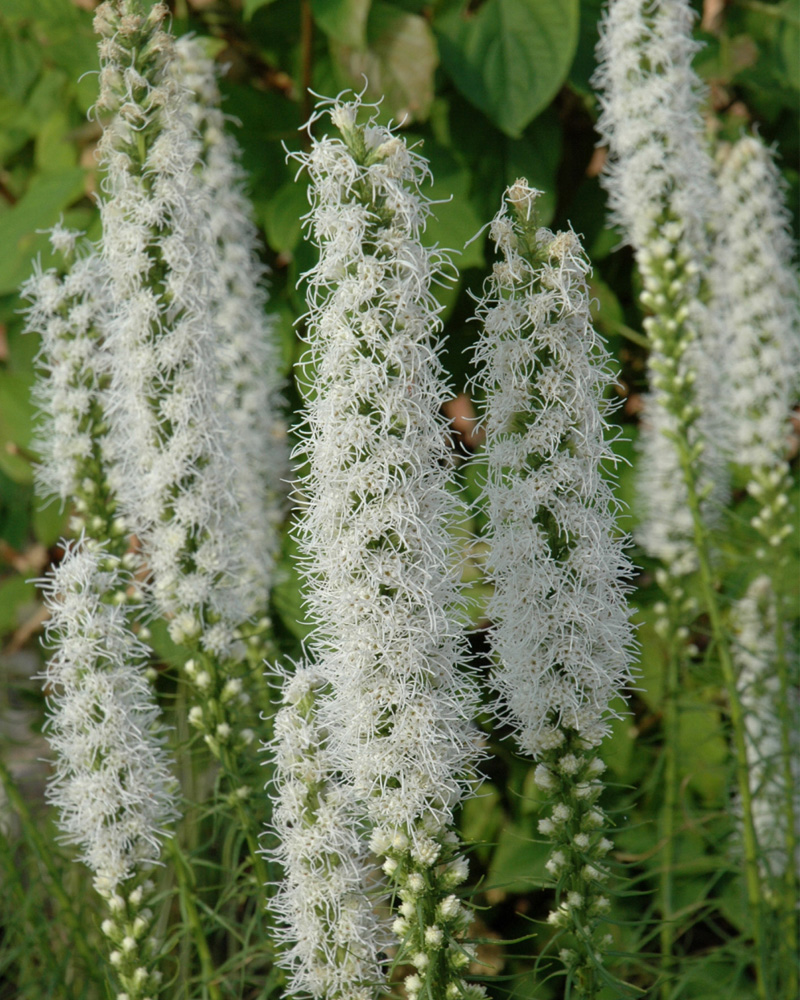 Floristan White Blazing Star #1<br><i>Liatris spicata 'Floristan White'</br></i>