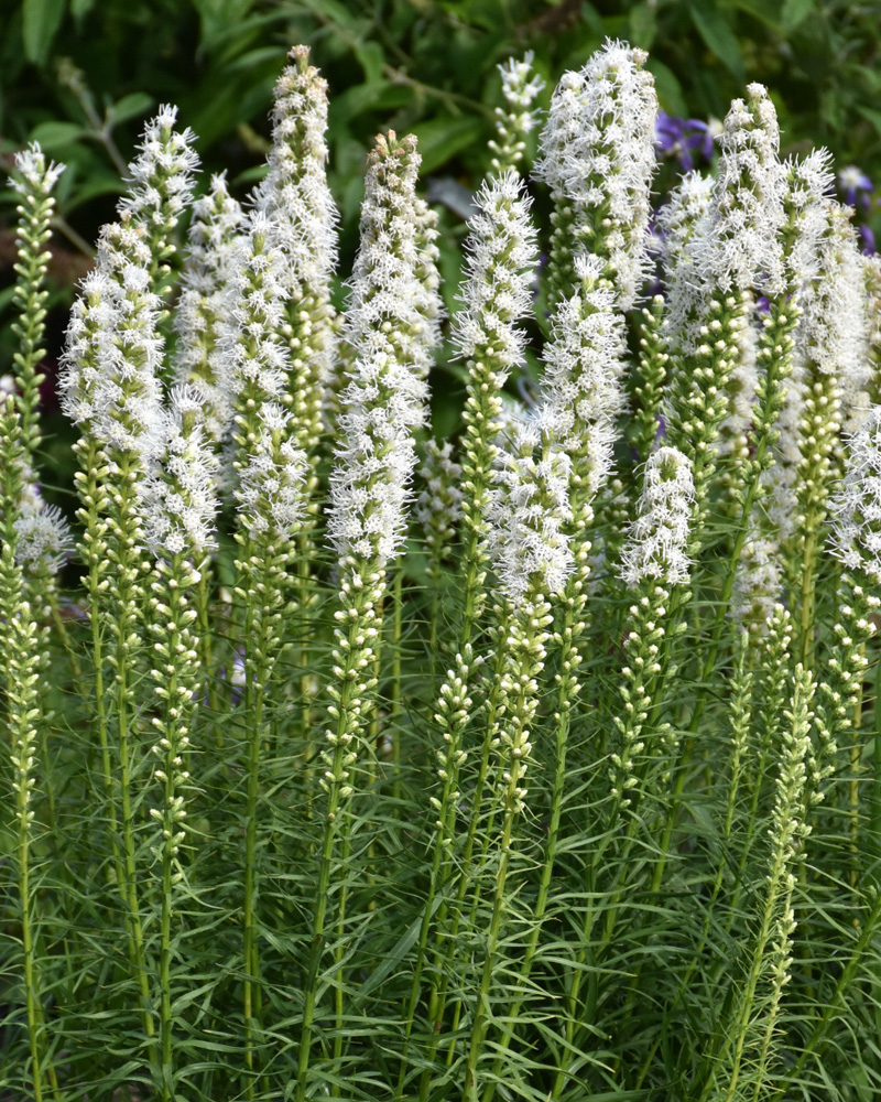 Floristan White Blazing Star #1<br><i>Liatris spicata \'Floristan White\'</br></i>