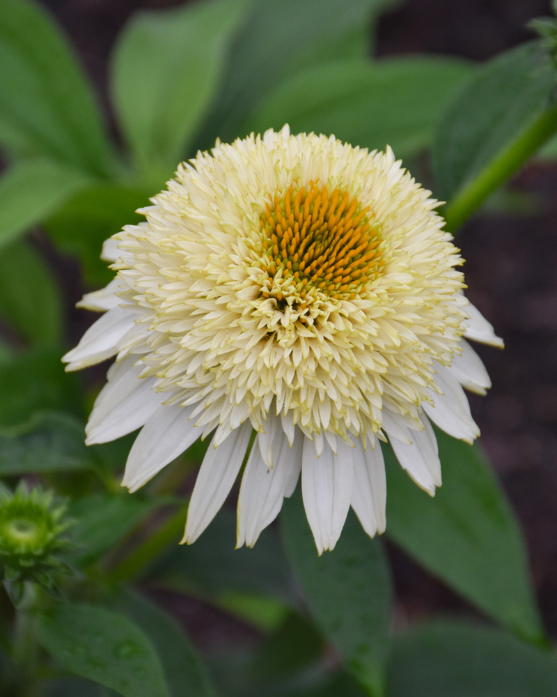 Puff Vanilla Coneflower #1<br><i>Echinacea 'TNECHPV'</br></i>