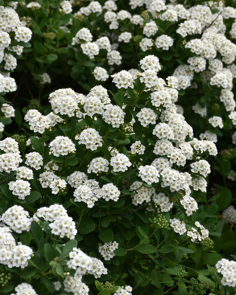 Tor Spirea #2<br><i>Spiraea betulifolia 'Tor'</br></i>