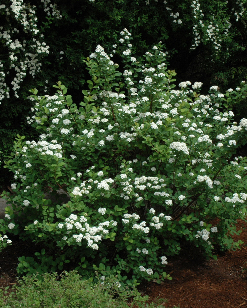 Tor Spirea #2<br><i>Spiraea betulifolia \'Tor\'</br></i>
