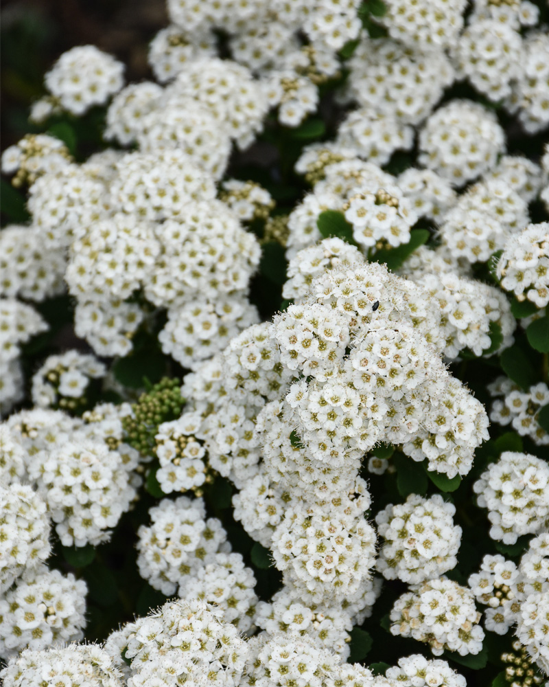 Tor Spirea #2<br><i>Spiraea betulifolia \'Tor\'</br></i>