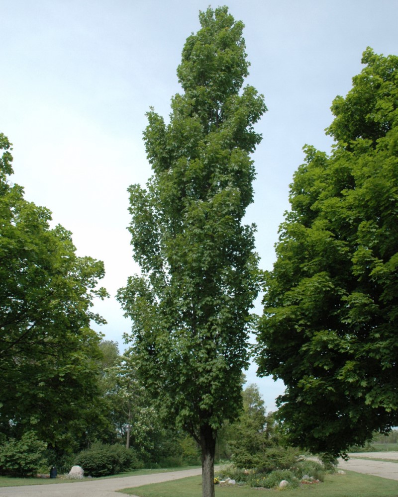 Armstrong Maple #15<br><i>Acer x freemanii Armstrong</br></i>