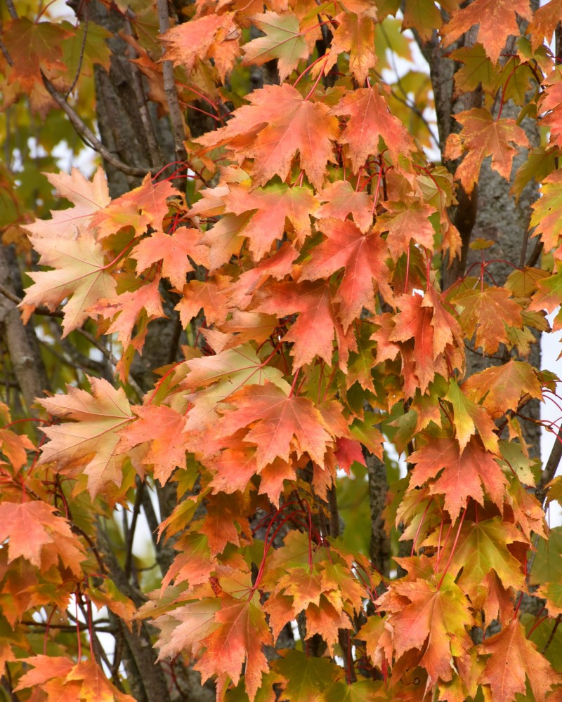 Armstrong Maple #15<br><i>Acer x freemanii Armstrong</br></i>