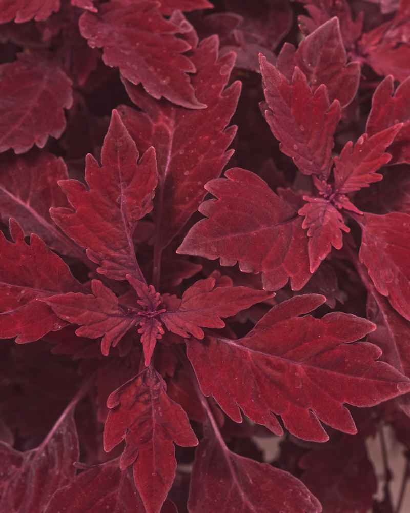 Coleus Salsa Roja #1