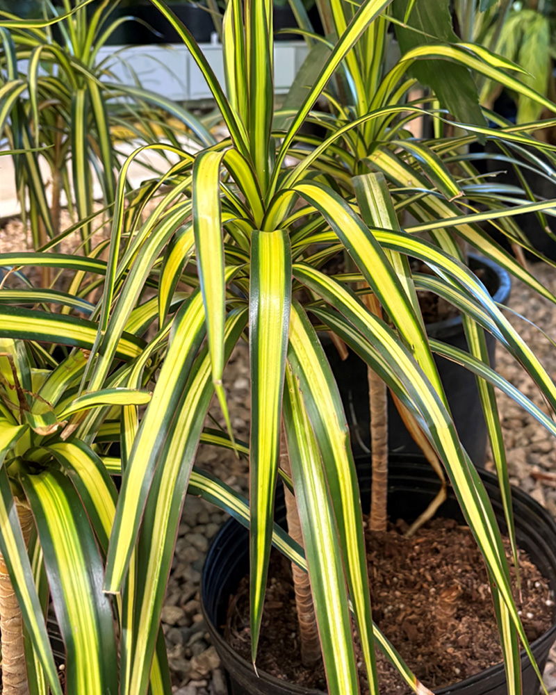 Dracaena Kiwi Bush 10"